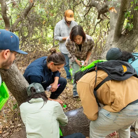 Volunteers at the goldspotted oak borer blitz gather around an oak tree.