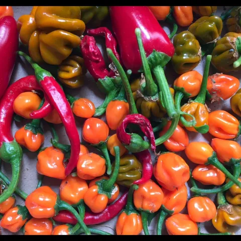 assorted peppers from my bucket garden