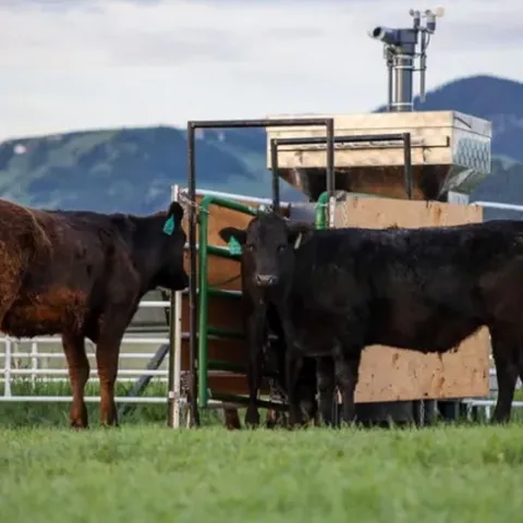 Varios novillos de carne en un rancho