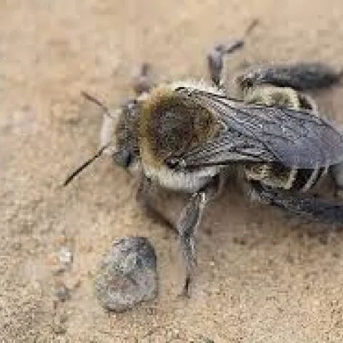 digger bee