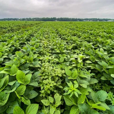 field crops