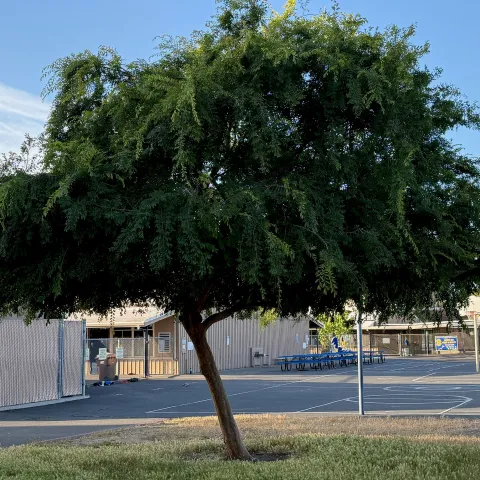 Leaning tree