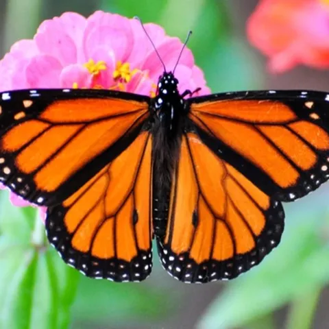 monarch