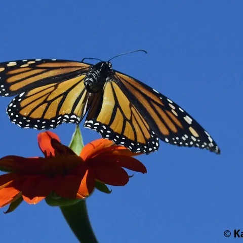 A monarch butterfly takes flight. (Photo by Kathy Keatley Garvey)