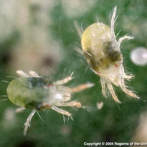 spider mites