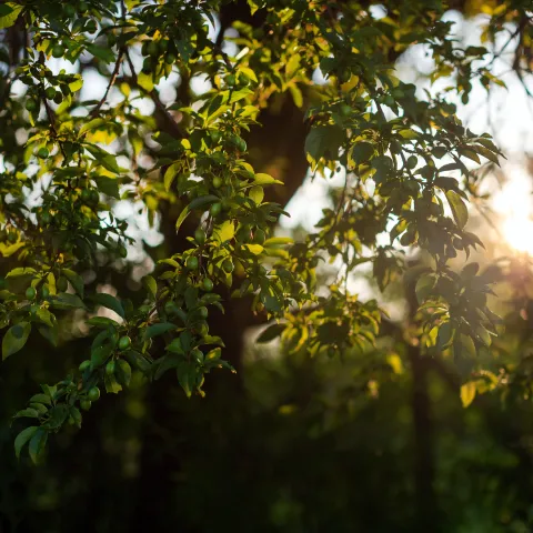 Sunshine through tree