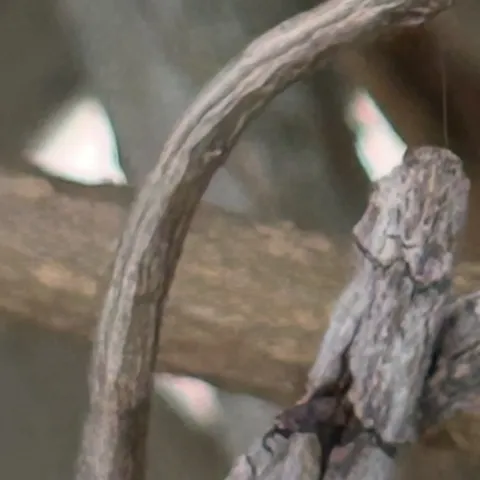 Stick Worm