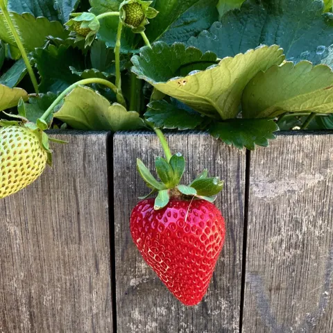 strawberry