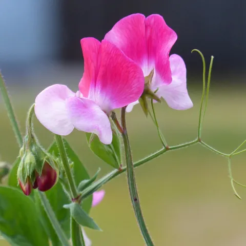 pink and white sweet pea flowers