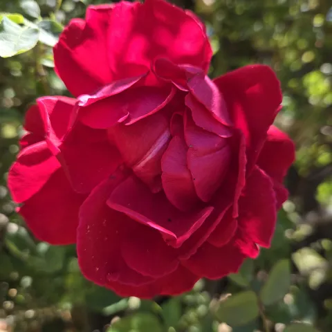 red rose 