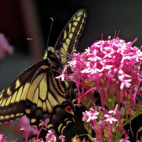 pink flower with swallowtail butterfly feeding on it