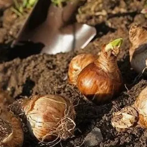 Picture of Bulbs