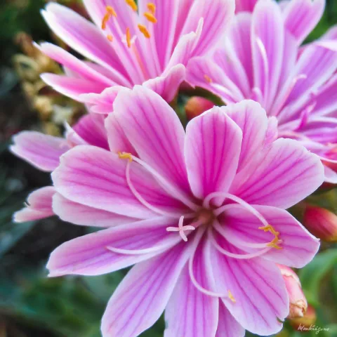 pink and white lewisia flowers