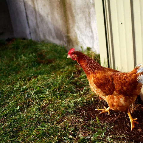 chicken running on grass next to a fence