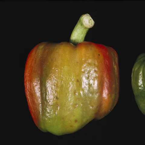 Discoloration and distortion of peppers from Cucumber Mosaic Virus. Dennis H. Hall, UC IPM Program