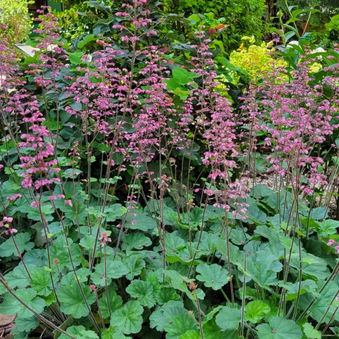 Coral Bells blooming. J. Alosi