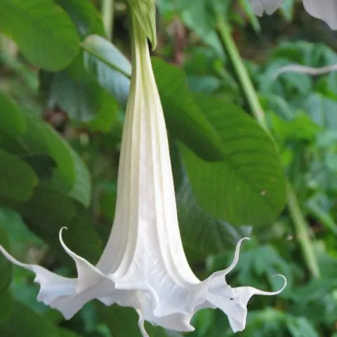 white trumpet flower