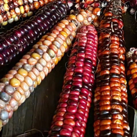 Beautiful colored corn
