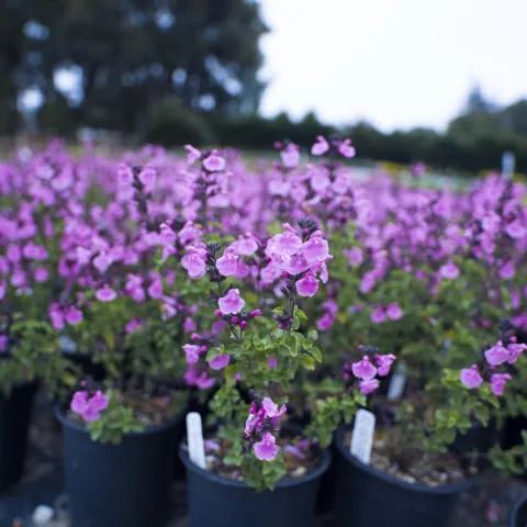 Commercial Nursery Flowers
