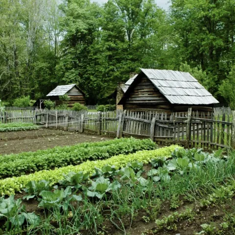 Cool Season Veggies