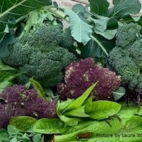 Cool Season vegetables