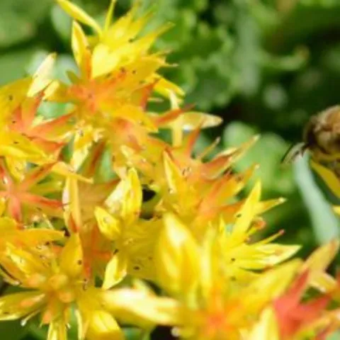 honeybee