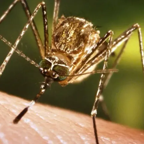 Mosquito