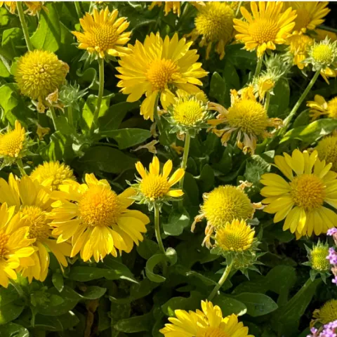 Summer flowers
