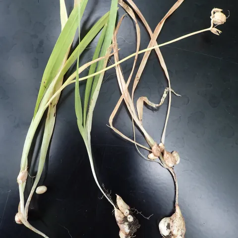 freesia corms and smaller cormels