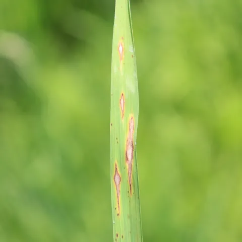 Blast leaf