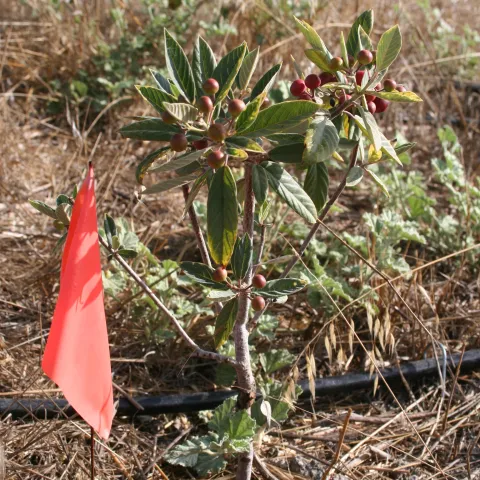 Coffeeberry