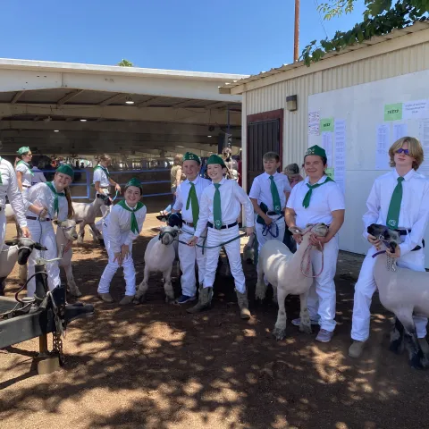 Kings County 4-H'er with their market lambs