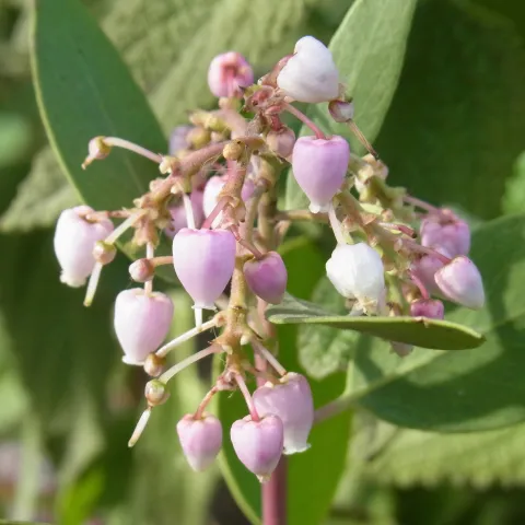 Manzanita flower, UCANR