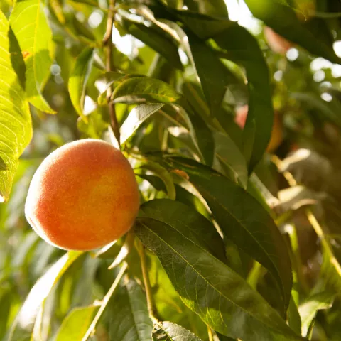 Peach