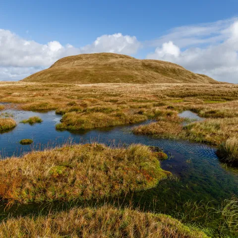 Peat bogs 