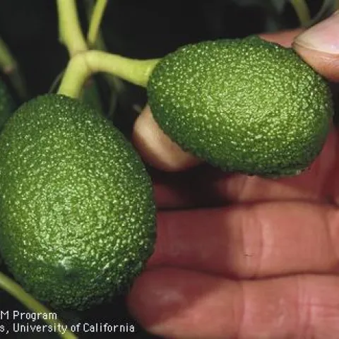 AvocaTwins