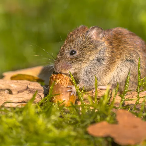 Bank vole