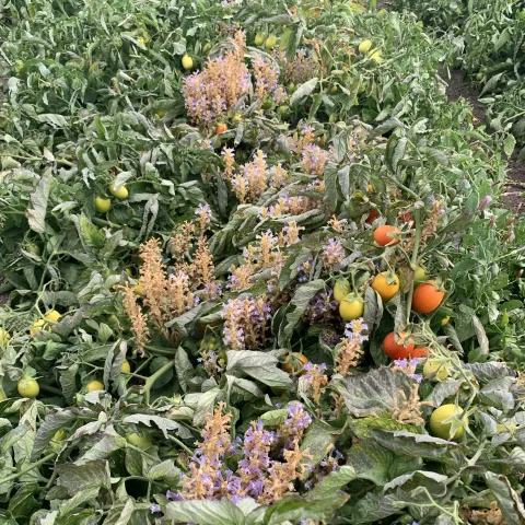 Branched broomrape in a tomato field near Santiago, Chile. 
