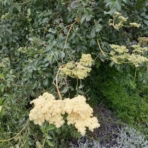 ca native plant
