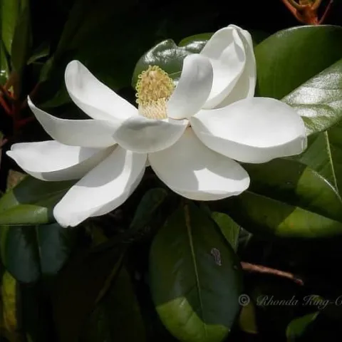 Fragrant plants