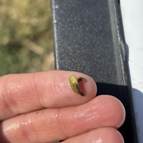 Seed Midge