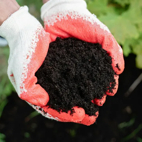 two gloved hands holding compost