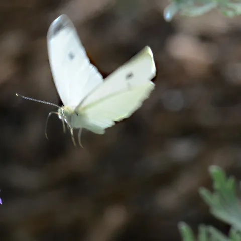 Cabbage white butterfly, Pieris rapae, in flight. (Photo by Kathy Keatley Garvey)
