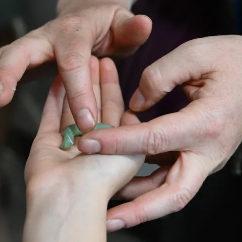 Tobacco hornworm gently placed in a hand. (Photo by Kathy Keatley Garvey)