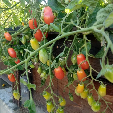 Tomatoes