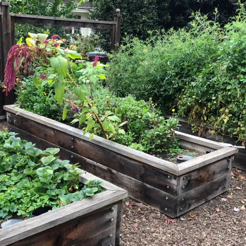 Veggie garden