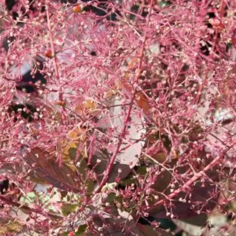 Smoke tree