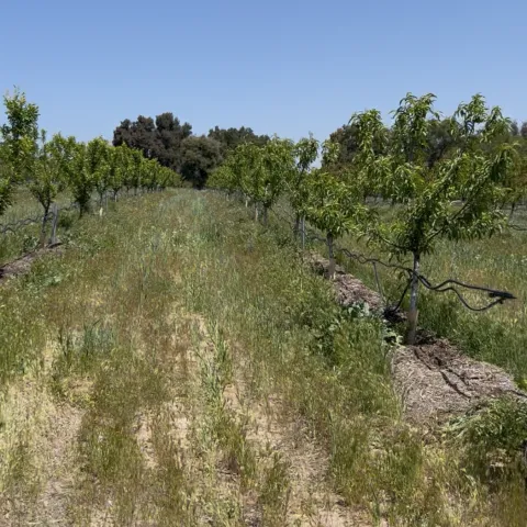 Stone fruit orchard