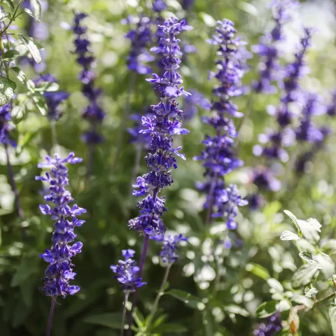 flowers at gos