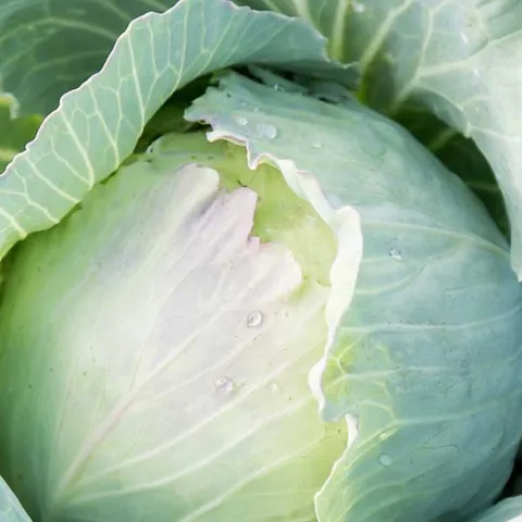 This Month In The Garden – August